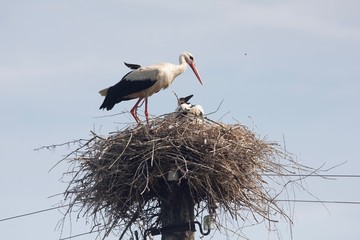 stork in the nest