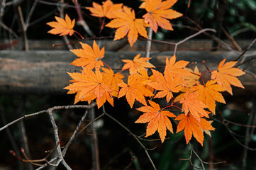 Yellow orange autumn maple leaves close up detail background - Japan