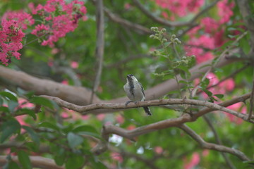 シジュウカラと百日紅の花