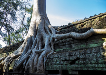 The ancient temple of Ta Prohm , Angkor , Cambodia