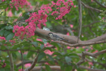 シジュウカラと百日紅の花