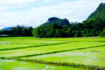 Fototapeta na wymiar A rice field on mountain background