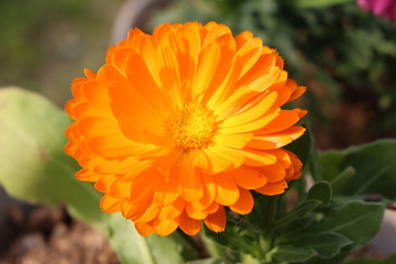 キンセンカの花