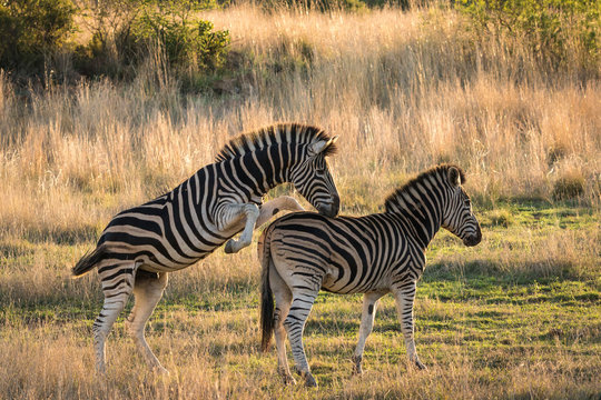 Adult zebra getting ready for mating