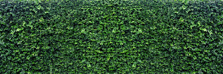 green leaves panoramic background