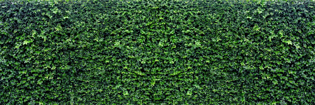 green leaves panoramic background