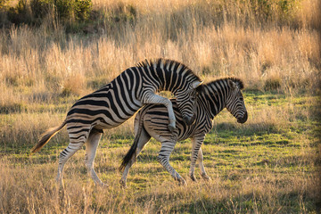 Big zebra stallion trying to mate with female