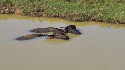 Fototapeta premium Wild buffaloes in the waters of the Mekong near the Cambodian border