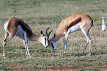 Naklejka na ściany i meble Beautiful adult springbok play fighting during golden hour.