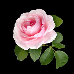 beautiful pink rose with green leaves - obrazy, fototapety, plakaty