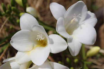 フリージアの白い花