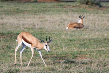 Two beautiful adult springbok on green grass plain.