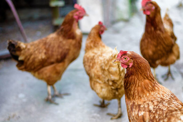 Chickens on traditional free range poultry farm.