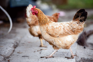 Chickens on traditional free range poultry farm.