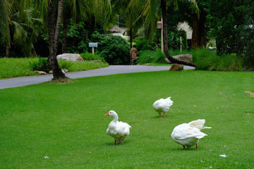 Three white gooses on green grass