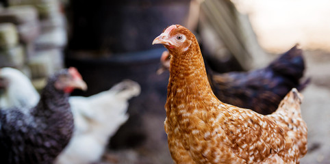 Chickens on traditional free range poultry farm.
