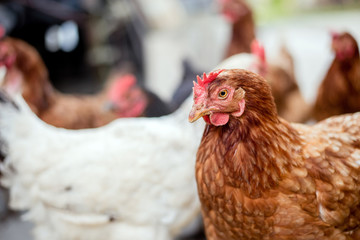 Chickens on traditional free range poultry farm.