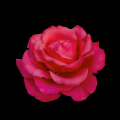 Fototapeta premium Pink rose isolated on a black background