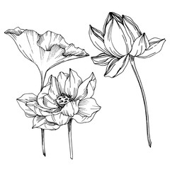 Vector Lotus floral botanical flowers. Black and white engraved ink art. Isolated lotus illustration element. - 288825237