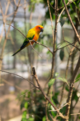 Colourful parrot macaw sitting on branch in a public zoo,Thailand. Wildlife love scene from tropical forest nature. Vertical shot.