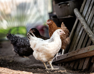 Chickens on traditional free range poultry farm.