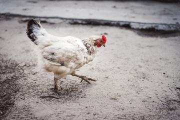 Chickens on traditional free range poultry farm.