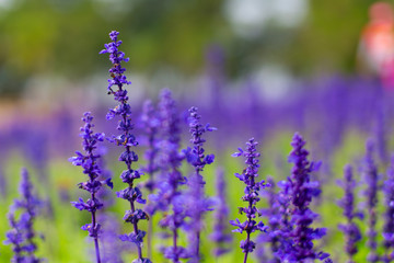 Lavender flowers blooming. Blurred purple field flowers background. Tender lavender flowers in Thailand. Horizontal shot.