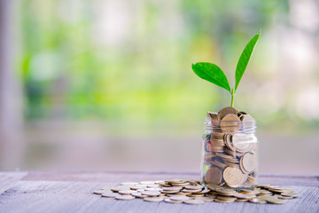 Cropping on coins - investment ideas for growth