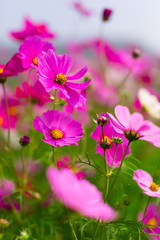 Fototapeta premium Beautiful pink cosmos flowers in a garden with blurred background under the sunlight, Thailand. Vertical shot.