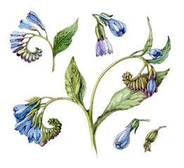 Watercolor vintage blue comfrey flower illustration set. Hand drawn symphytum, medical herb, flowers and leaves. Isolated on white background.