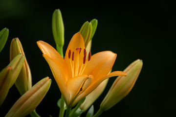 Obraz premium A big orange tiger lily in summer