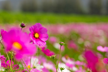 Beautiful pink cosmos flowers in a garden with blurred background under the sunlight, Thailand. Horizontal shot.
