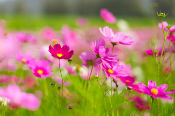 Obraz na płótnie Canvas Beautiful pink cosmos flowers in a garden with blurred background under the sunlight, Thailand. Horizontal shot.