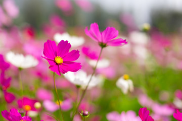 Fototapeta na wymiar Beautiful pink cosmos flowers in a garden with blurred background under the sunlight, Thailand. Horizontal shot.