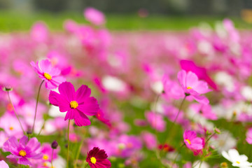 Beautiful pink cosmos flowers in a garden with blurred background under the sunlight, Thailand. Horizontal shot.