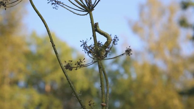 Peppered moth (Biston betularia) caterpillar