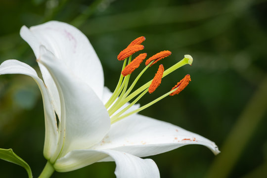 Blossom of a big white tiger lily in summer