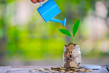 Plant and coins in watering can using as financial growth and business investment concept