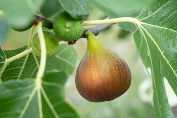 Ripe fruit of a common fig hanging on a tree