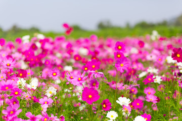 Obraz premium Beautiful pink cosmos flowers in a garden with blurred background under the sunlight, Thailand. Horizontal shot.