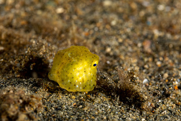 Juvenile, yellow boxfish, Ostracion cubicus is a species of boxfish