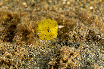Juvenile, yellow boxfish, Ostracion cubicus is a species of boxfish