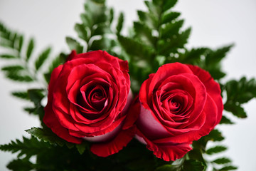 Red rose with leaf on white background