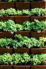 Beautiful green plants in flower pot.