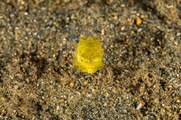 Juvenile, yellow boxfish, Ostracion cubicus is a species of boxfish