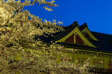Fototapeta premium 夜明けの天理の建築物と桜