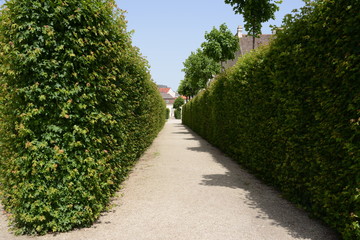 high hedge along the passage in the Park on a Sunny day