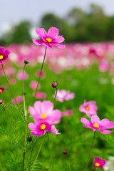 Fototapeta premium Beautiful pink cosmos flowers in a garden with blurred background under the sunlight, Thailand. Vertical shot.