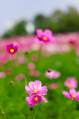 Obraz na płótnie Canvas Beautiful pink cosmos flowers in a garden with blurred background under the sunlight, Thailand. Vertical shot.