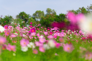 Obraz na płótnie Canvas Beautiful pink cosmos flowers in a garden with blurred background under the sunlight, Thailand. horizontal shot.